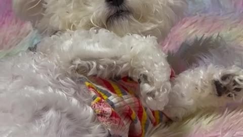 cute dog playing