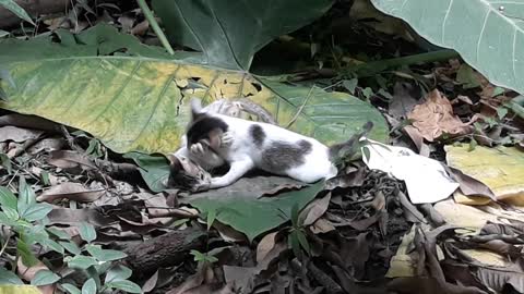 Cute cats are playing !!!!