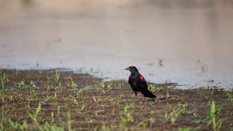 Red-winged Blackbird