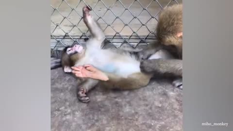 Laugh a Lot With The Funny Moments Of Monkeys🐵Funniest Animals Video