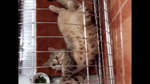 Hilarious Cat Fails