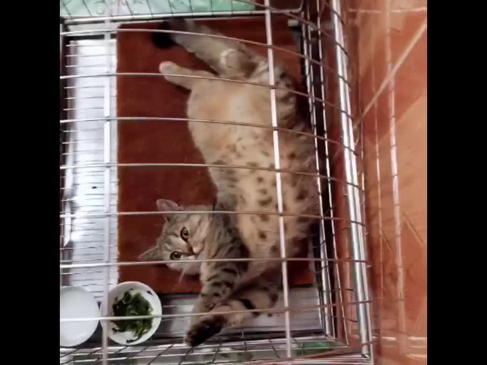 Hilarious Cat Fails