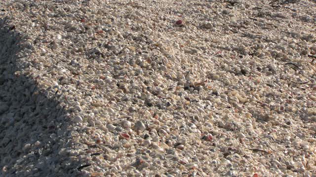 seashell mound