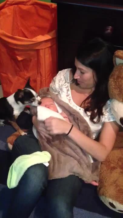 Chihuahua cubre amorosamente a un bebé