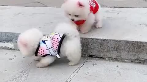 Cute dog video running by road