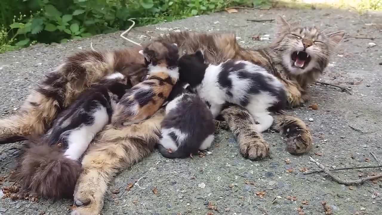 Baby kittens meowing very loudly for mom cat