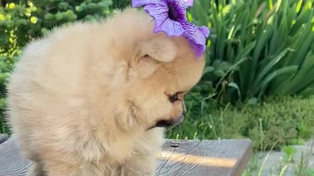 Puppy so cute head in flower