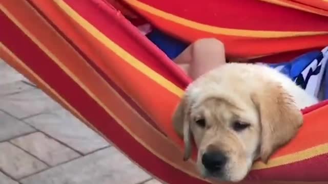 Puppy is going to go to school