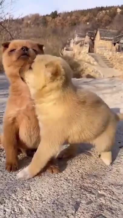 Awesome Funny Pet Animals _ Cute Animals _ Super Funny Dog Videos #short video.mp4