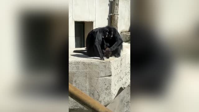 First Footage Of Endangered Baby Monkey Born In France