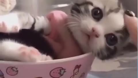 Cute Cat | Cute Pets Funny Animals Compilation