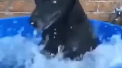 dog playing in water funny video