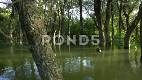 Danube floodplain forest during floods