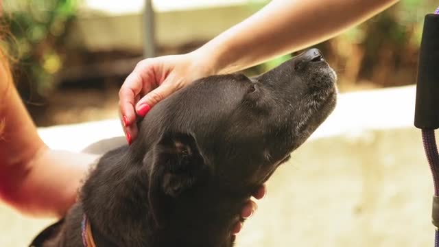 Footage Of A Person Showing Love To A Dog