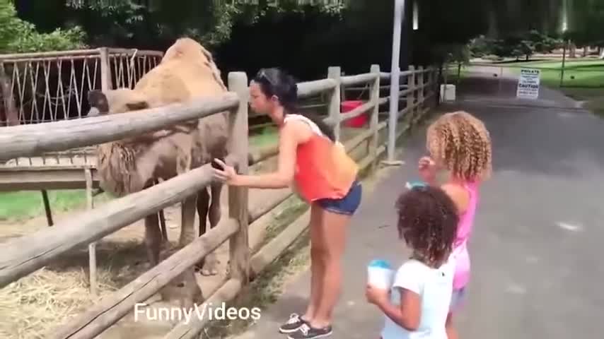 Funny Animals Videos Funny Girl Video Funny girl fanny Animals