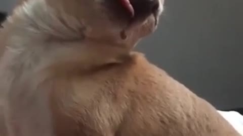 you cannot stop laughing yourself out with this funny dog