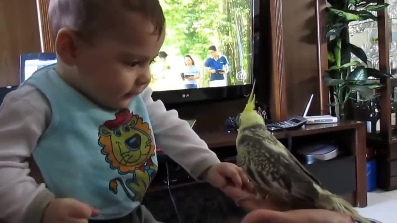 Cute Bird with Baby - Funny compilation