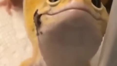 Talking and Smiling Lizard #shorts #viral #shortsvideo #video