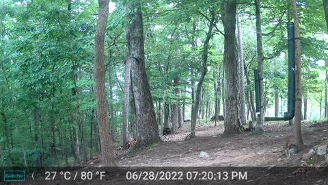 The Woods - 06/29/2022