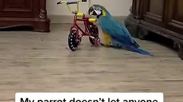 Best funny videos of animals in the world