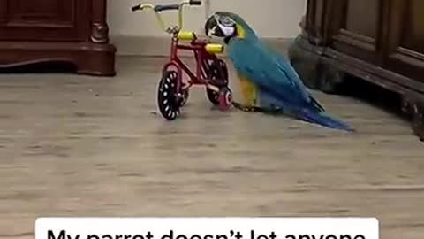 Best funny videos of animals in the world