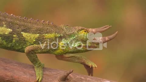 A horned chameleon walks through the branches