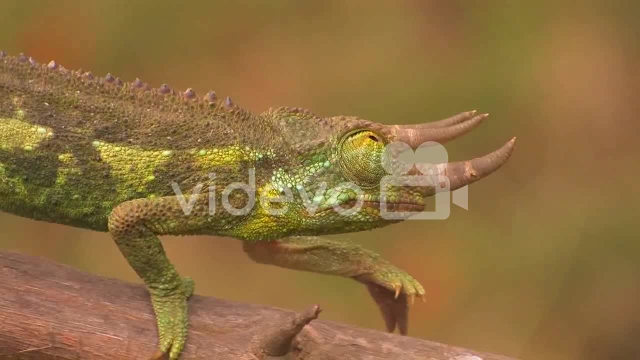A horned chameleon walks through the branches