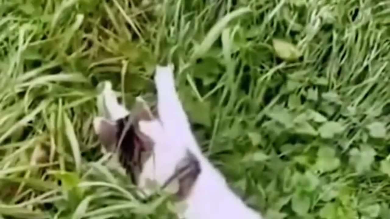 Funny and Cute Cats Videos #56