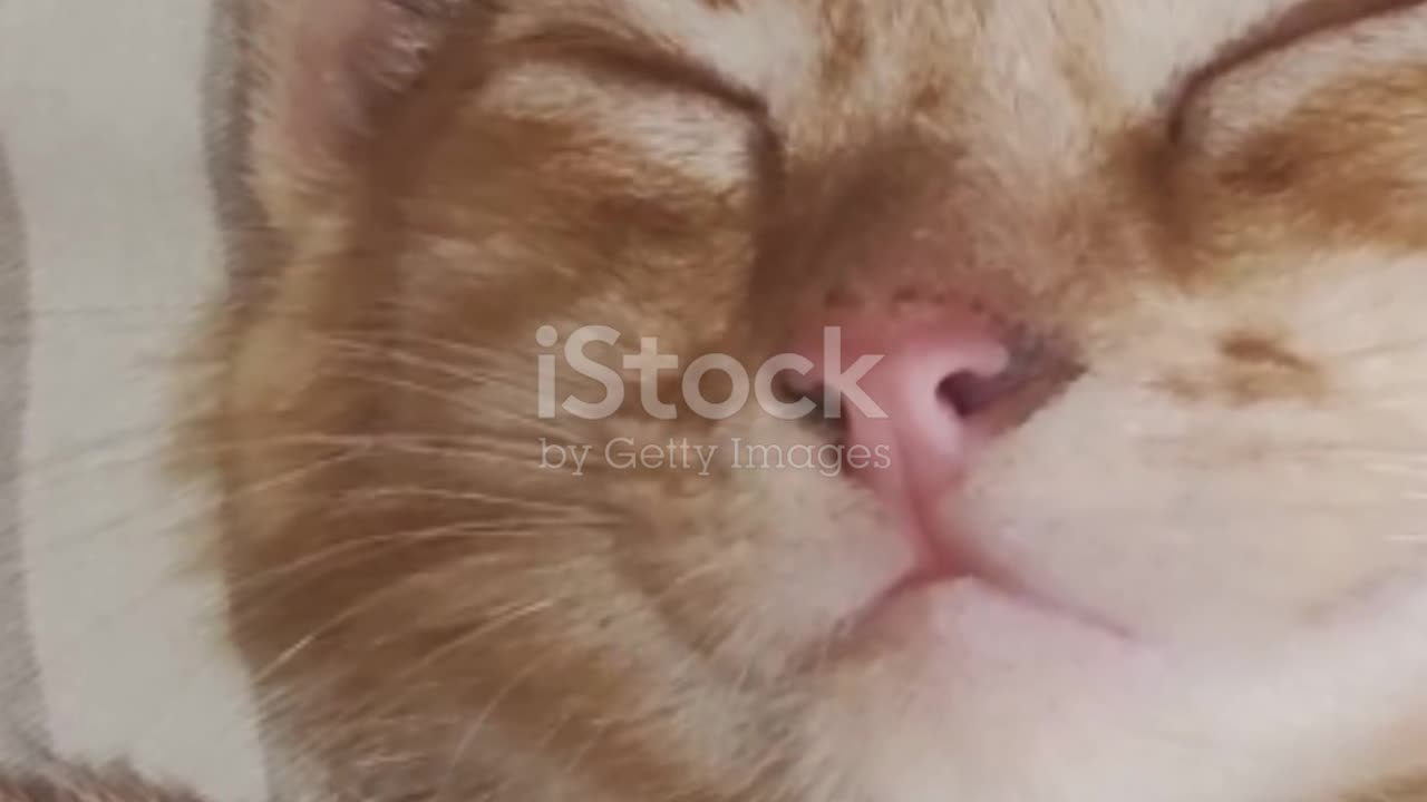 Feline Funnies: A Purfectly Hilarious Compilation