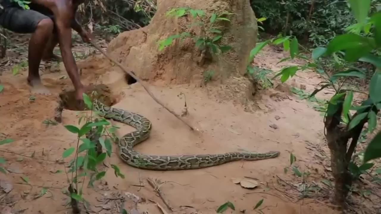 Primitive Technology - Easy Snake Trap With Old Clay Pot Catch Big Snake in Hole #SnakeTrap