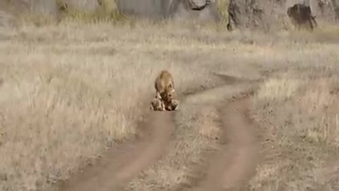 Baby cub on walking....