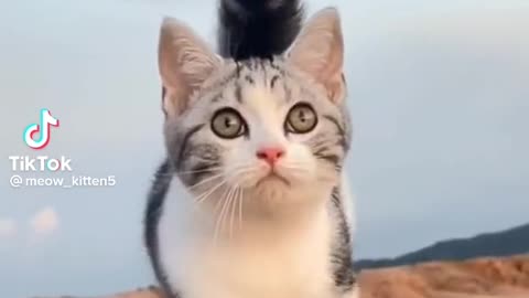 very beautiful cat