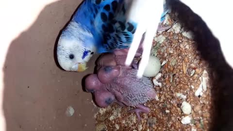 AUSTRALIAN PARROT FEMALE WITH CHICKS IN NEST||AUSTRALIAN BIRDS||BUDGIES CHICKS||birds||