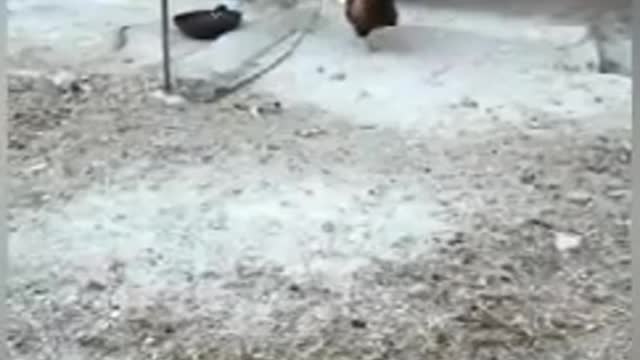 Amazing Chicken Vs Dog Fight.