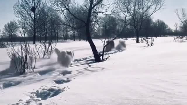 What gotta happens when a dog meets snow