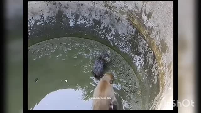 Cat and monkey's Love. Must watch