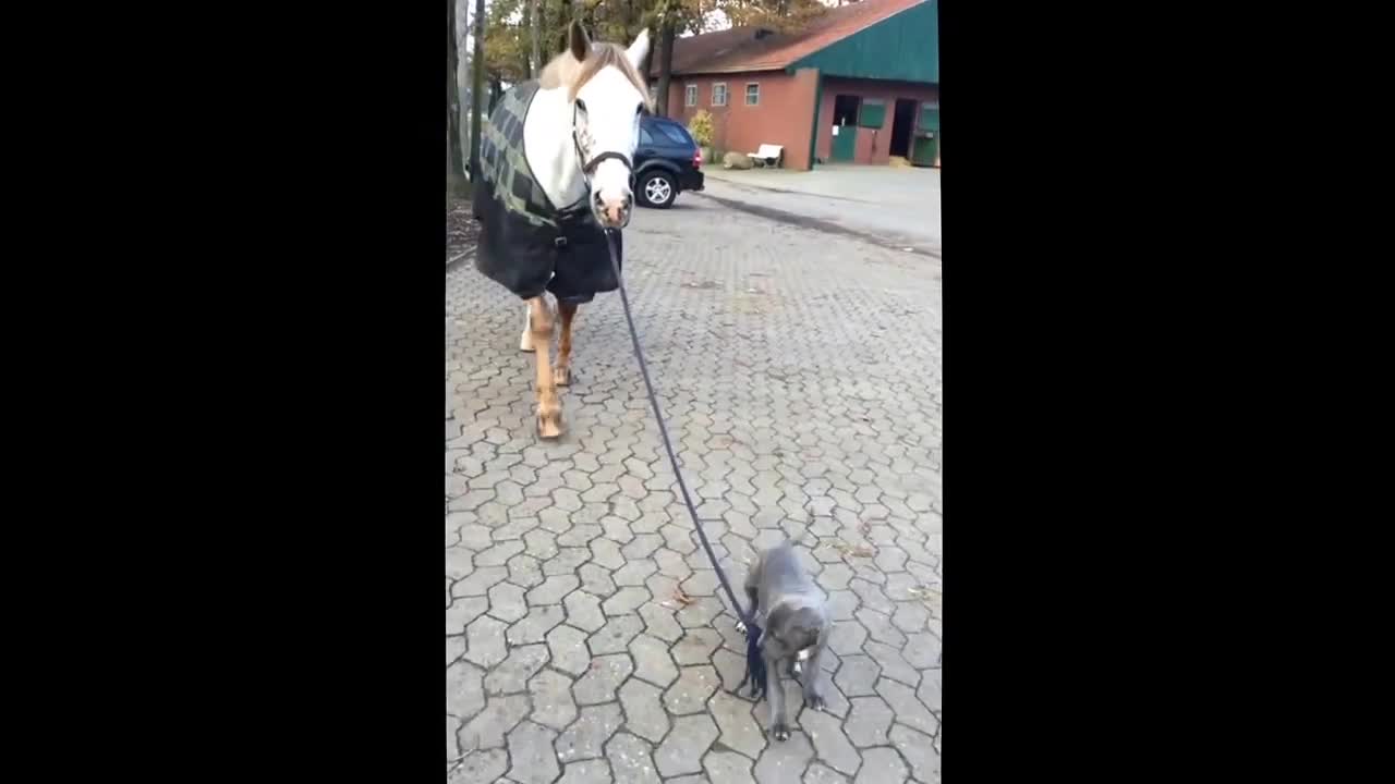 Cute Baby Dog Walk With Horse