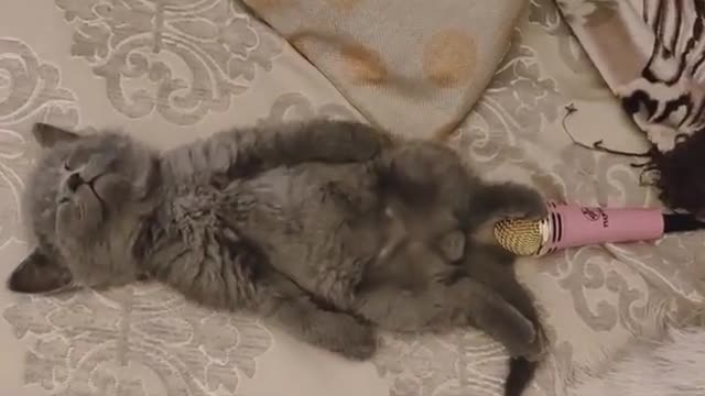 FUNNY CAT FARTS WHILE SLEEPING #Cats #Shorts