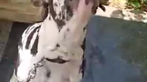 FULL TRAINED DANE DOG