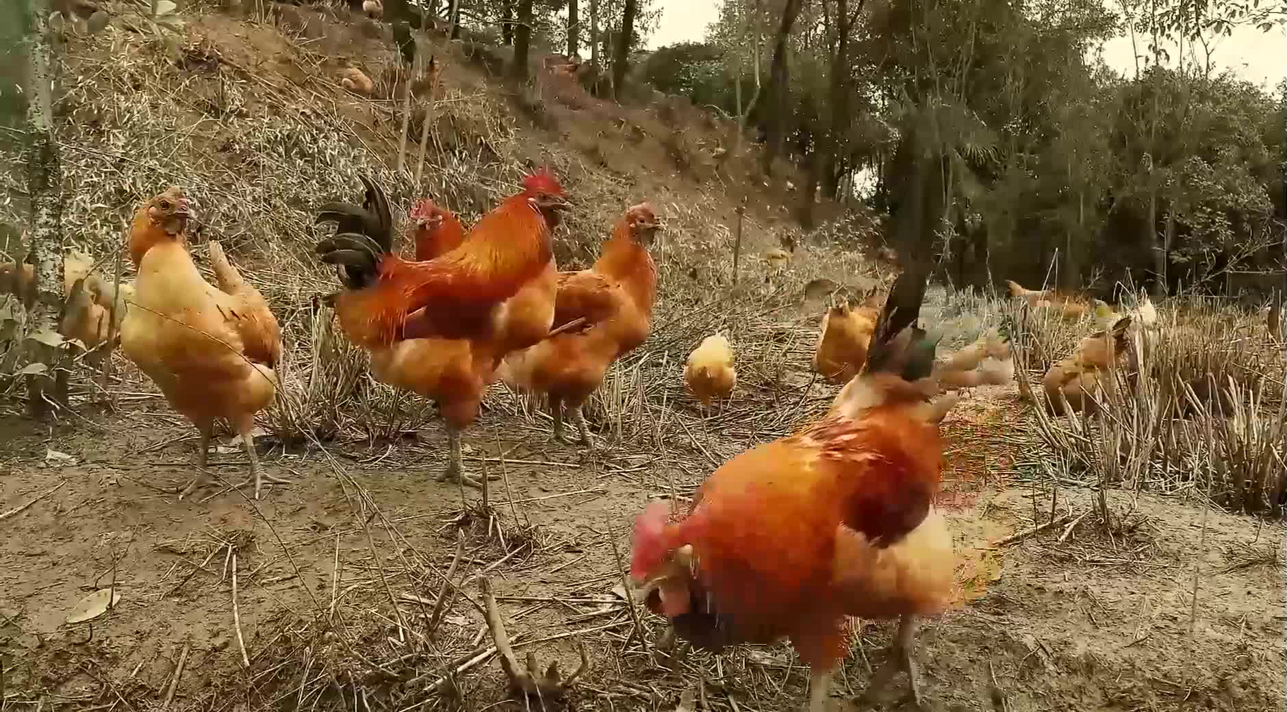 beautiful chicken on farm (3)