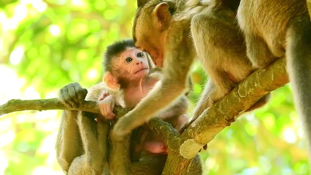 Funny animals# new born baby monkey, mom love#83#love animals.