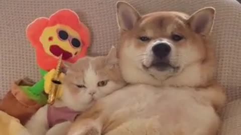 A cat that loves listening to music