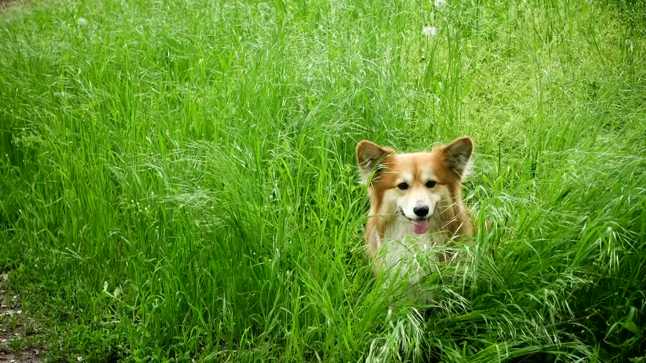 Corgi dog in the grassfield