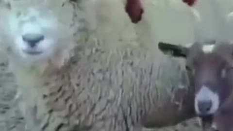 Royal ride of goat baby