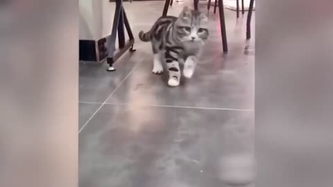 Cat are crazy funny fails compilation