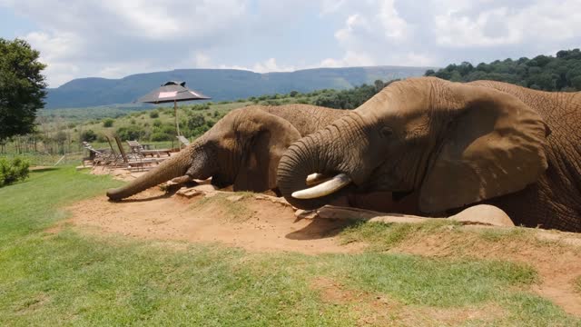 Feeding the elephants
