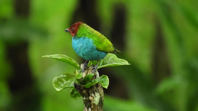 Bird in the Garden - Short Nature Video, 4K UHD.