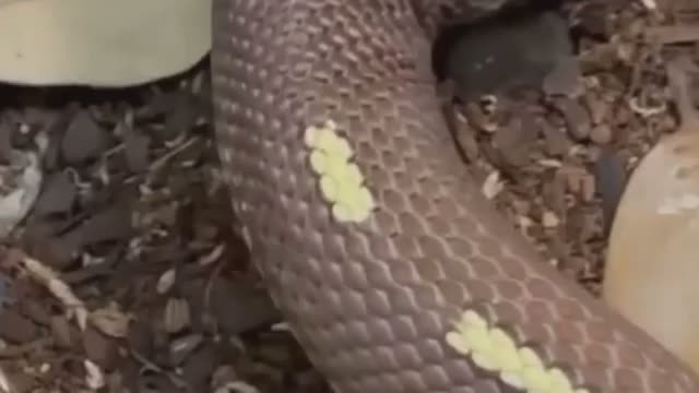 दो मुंह वाला सर्फ 🐍🐍🐍🐍🐍🐍🐍🐍🐍🐍🐍🐍🐸🐸🐸🐸🐸🐸🐸🐸🐍🐍🐍🐍🐍🐍🐍🐸🐸🐸🐸🐸
