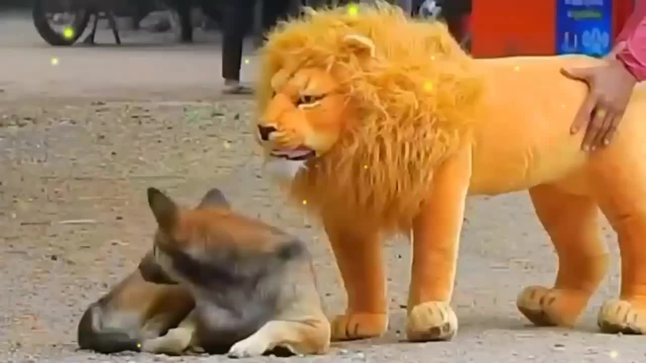 Best prank with dogs and tiger