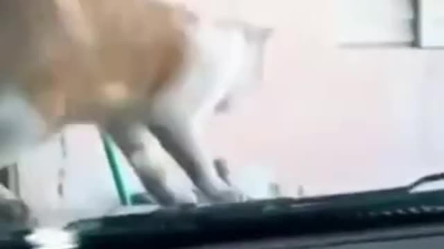 Funny cat videos 2021 copycats shorts.